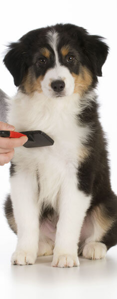 Pet Grooming 