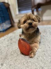 Leopold “Butters “ Stotch