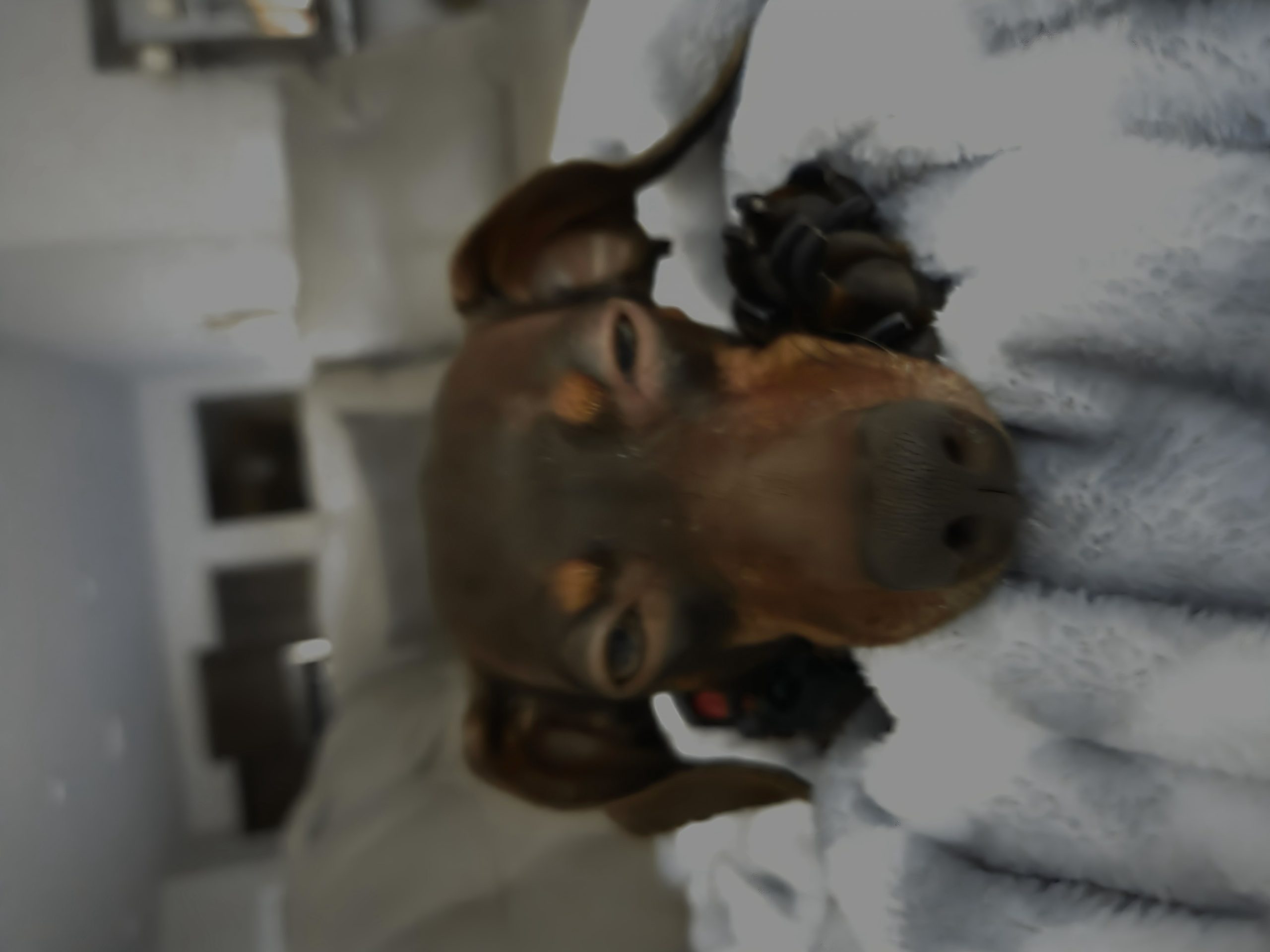 Ellie Sue