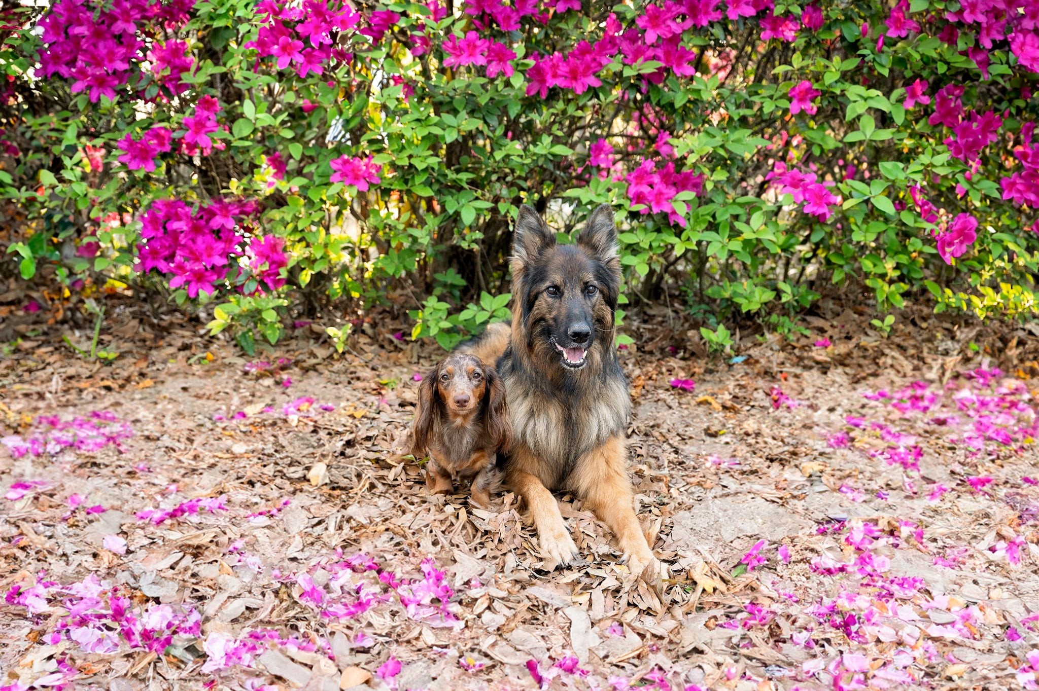 Mocha & Luna Mae