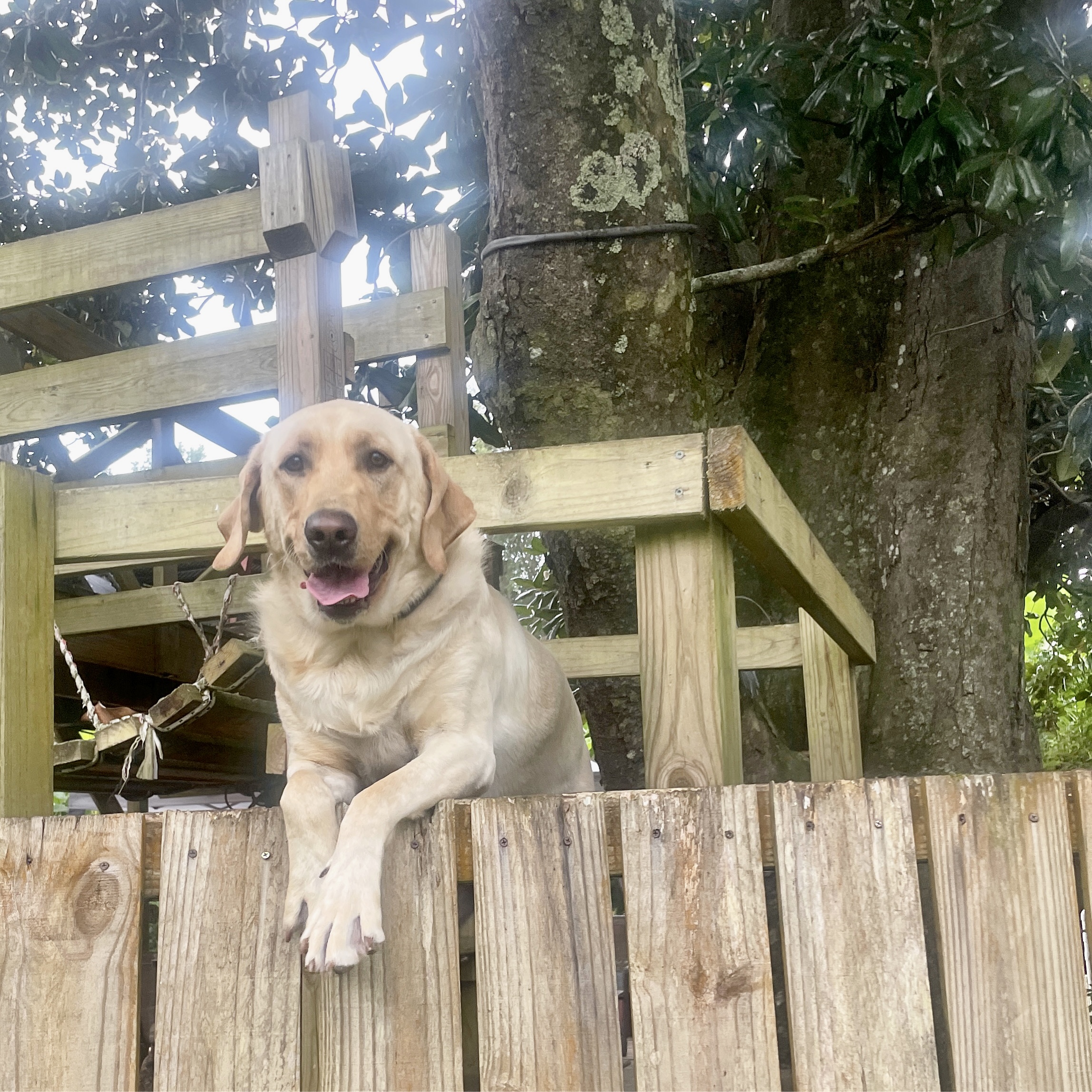 Murphy