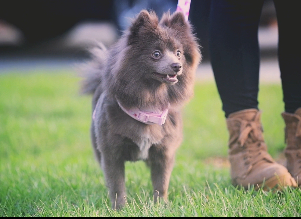 Mishka