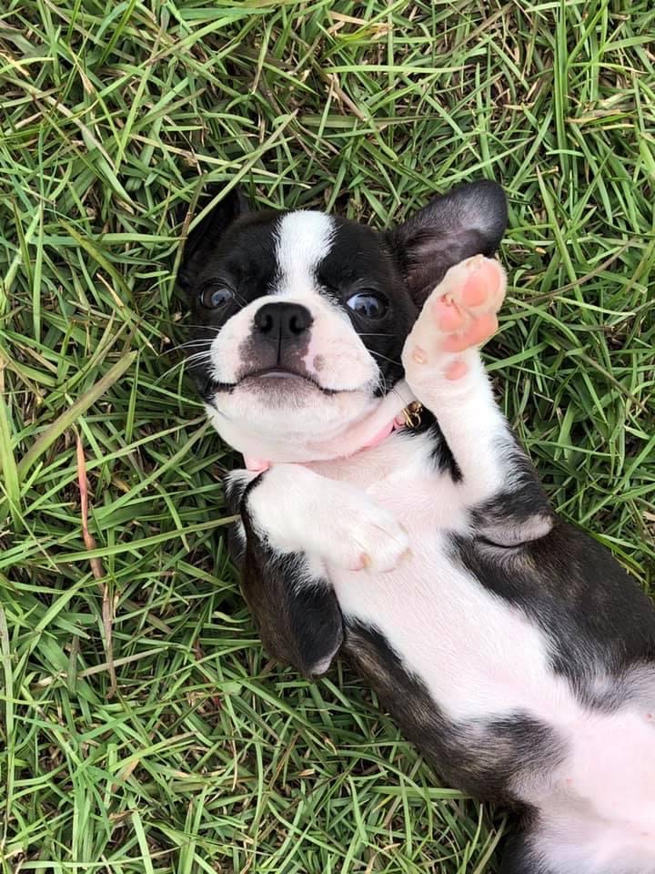 Moxie