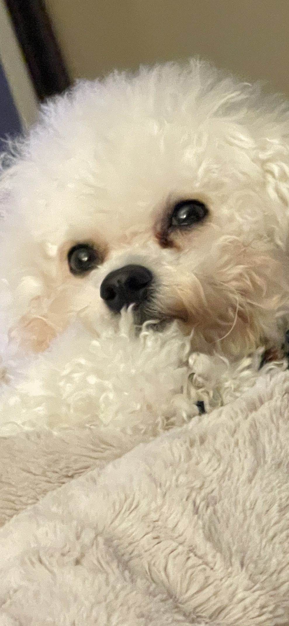 Harper