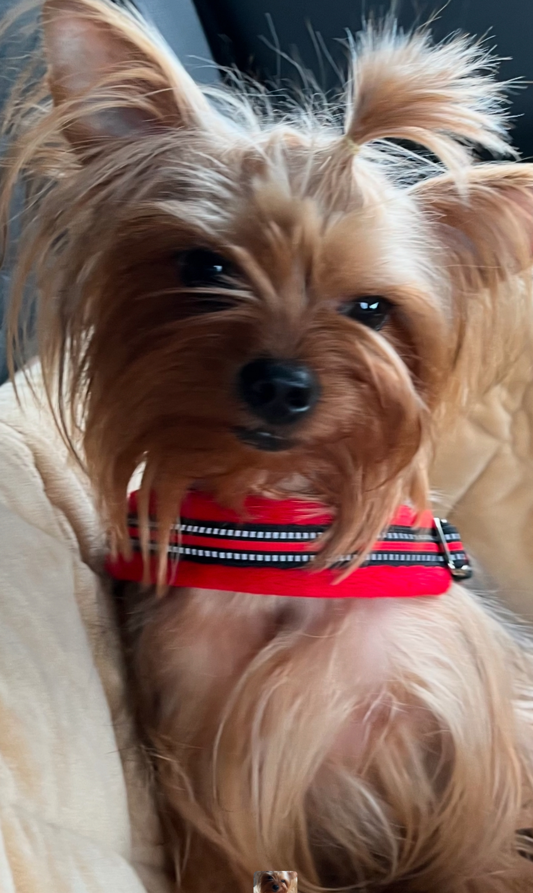 Gino