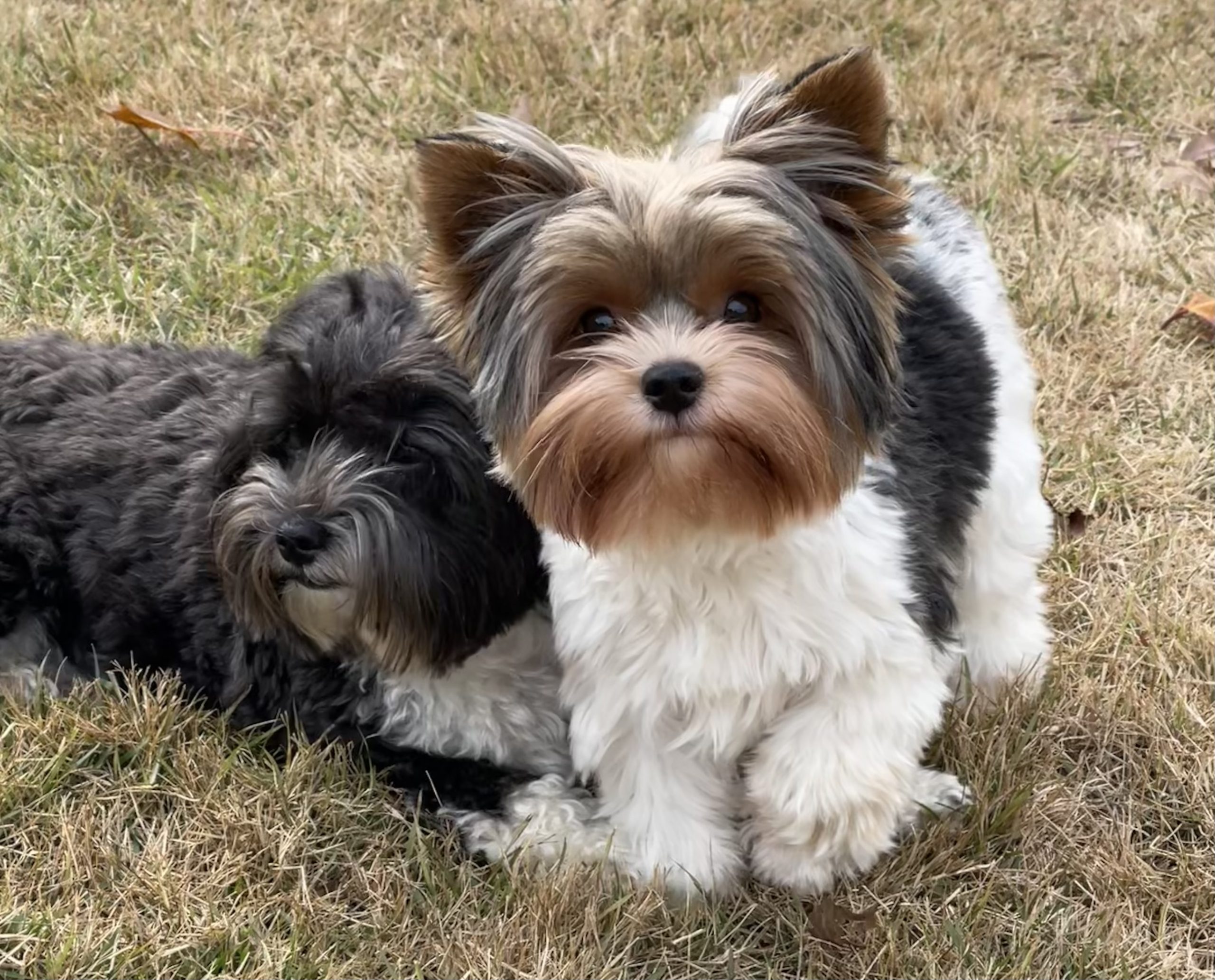 Daisy and Maple