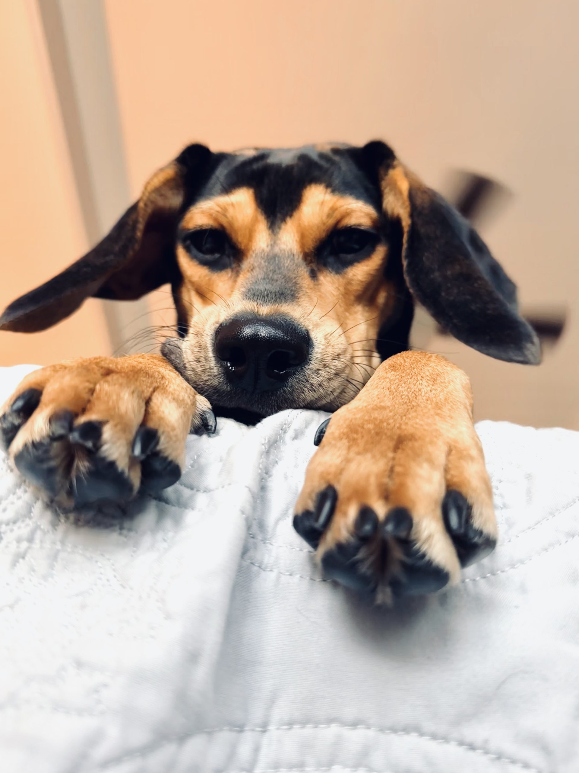 Lilly