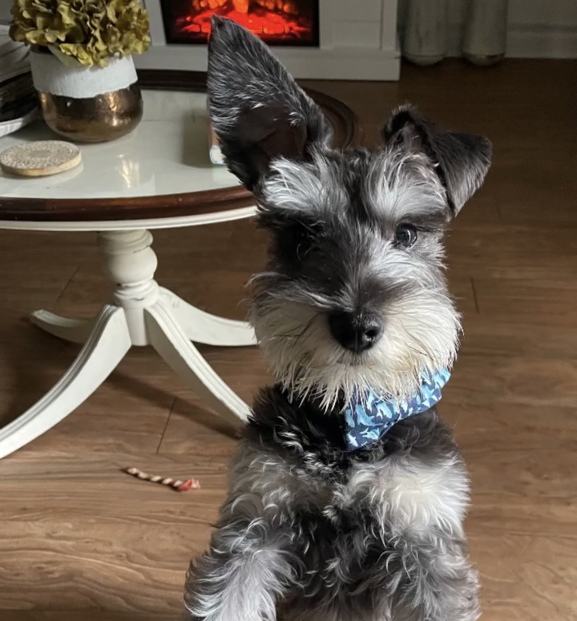 Finn Hamilton