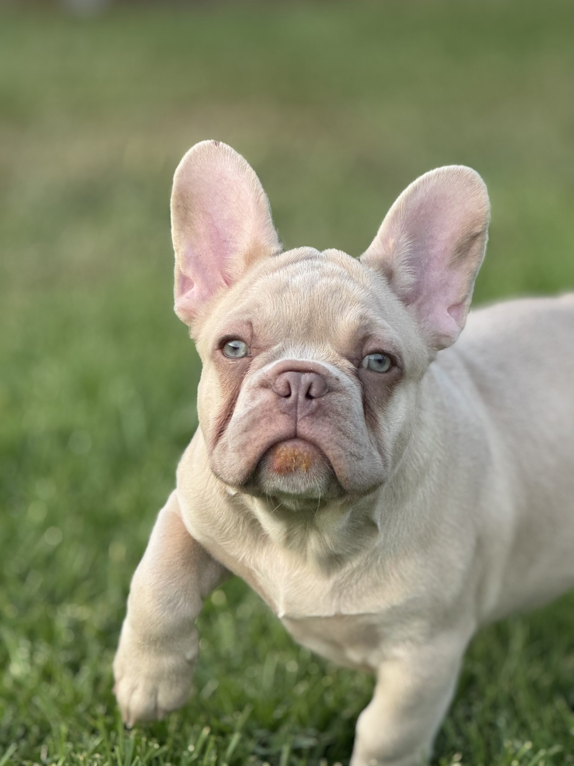Rollo