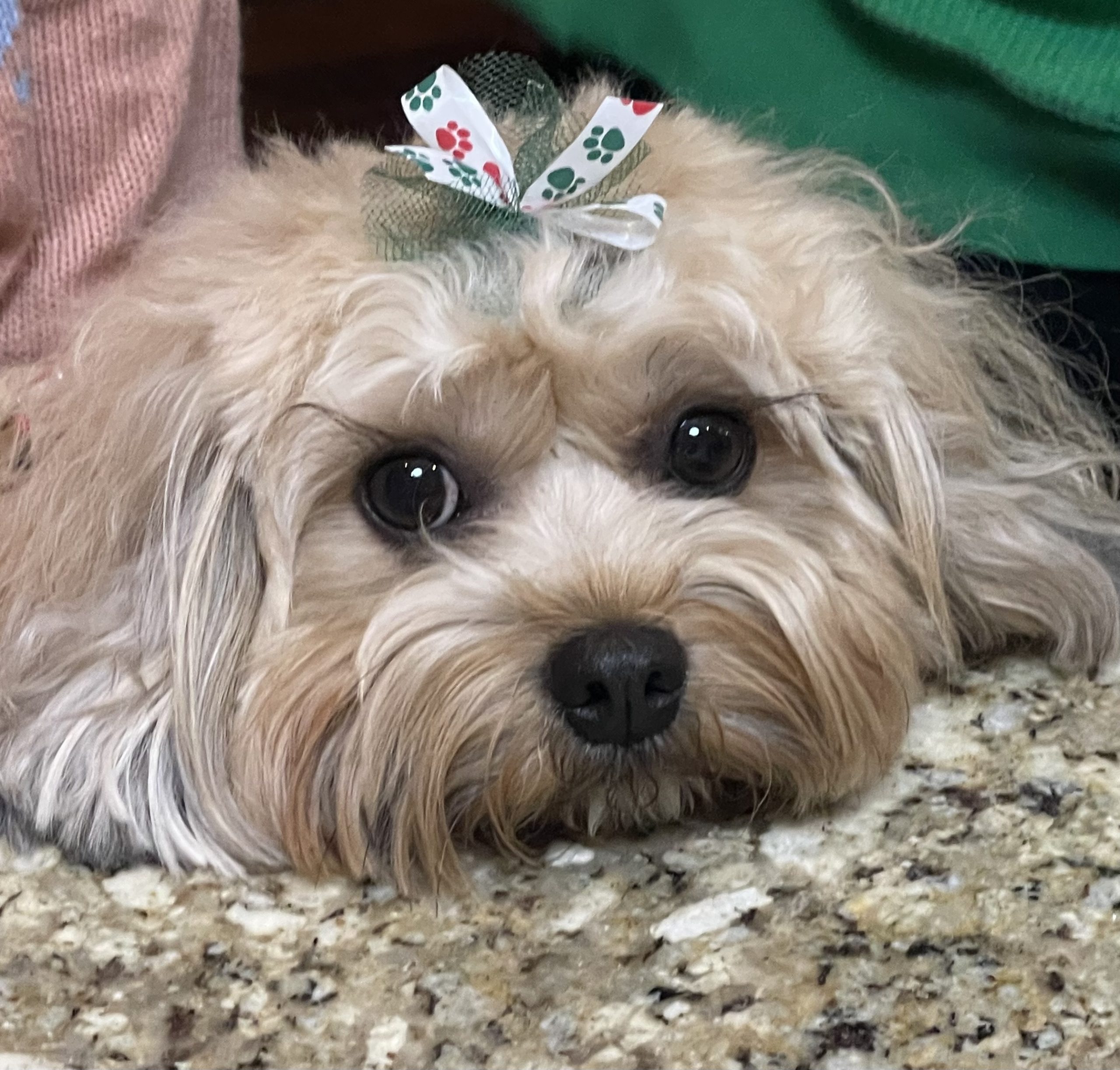 Hazel