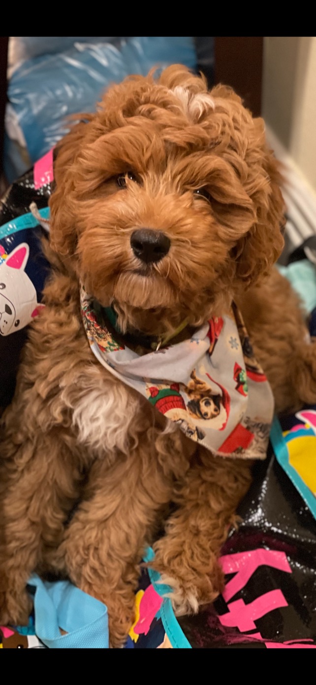 Finn