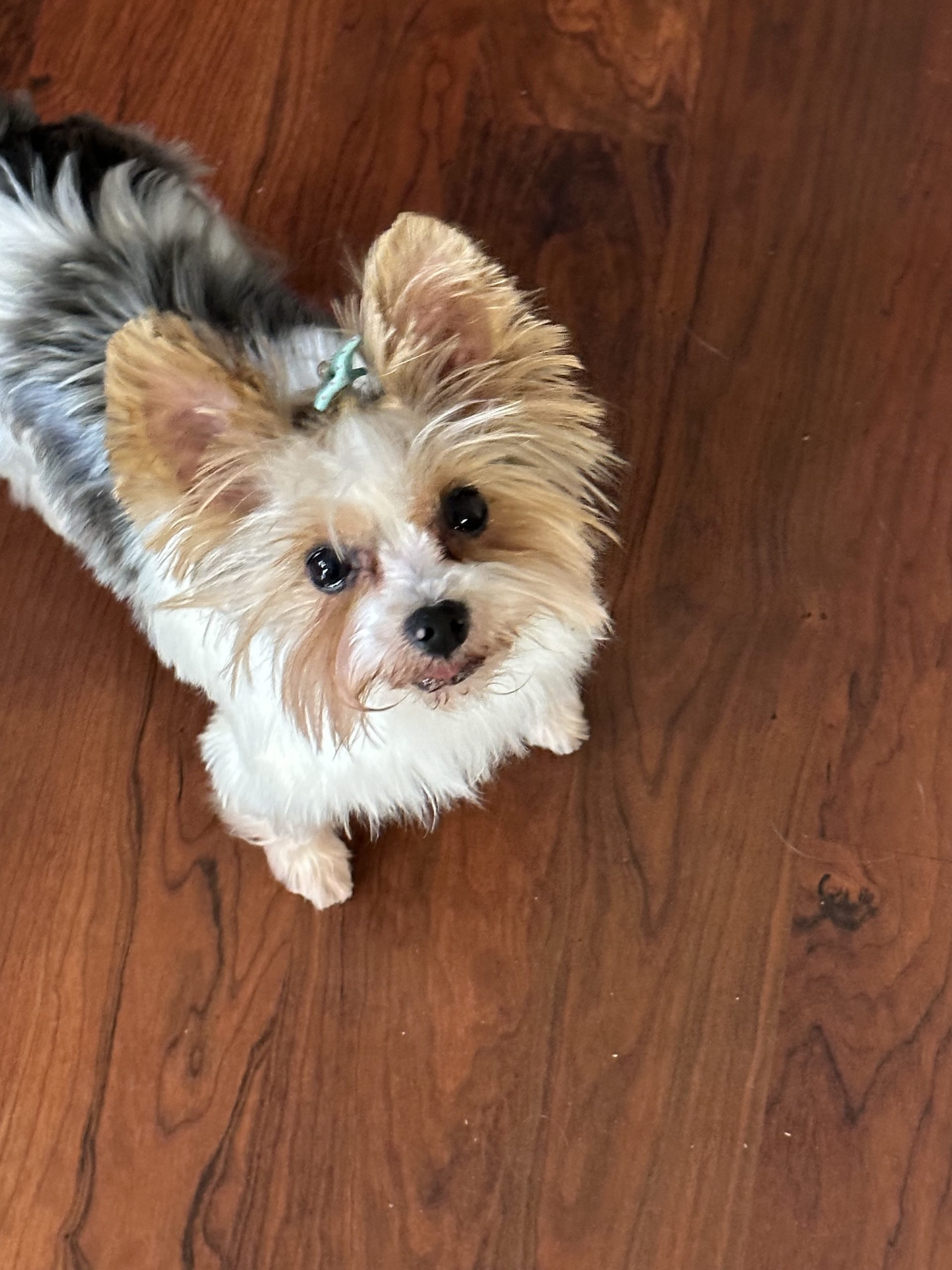 Baylee