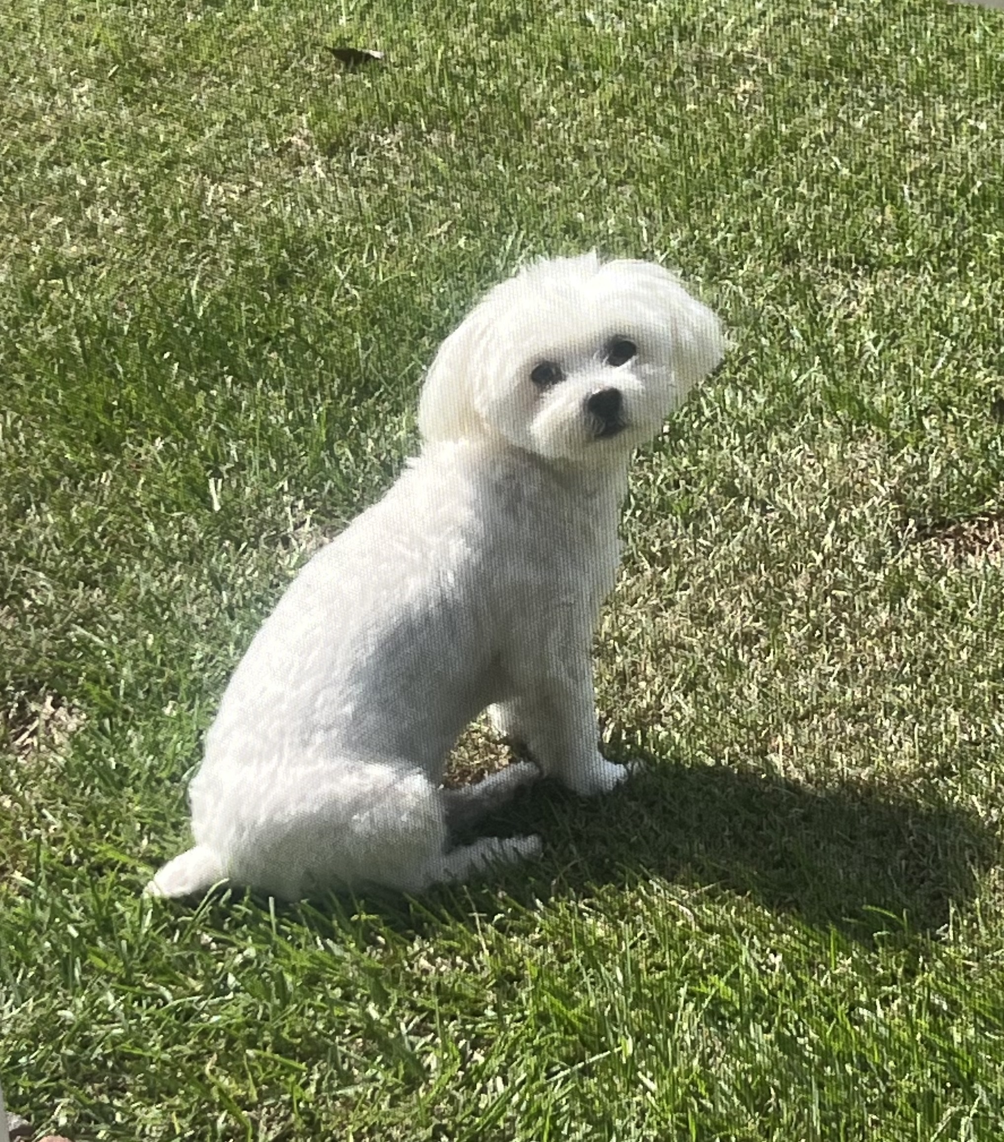 Aspen