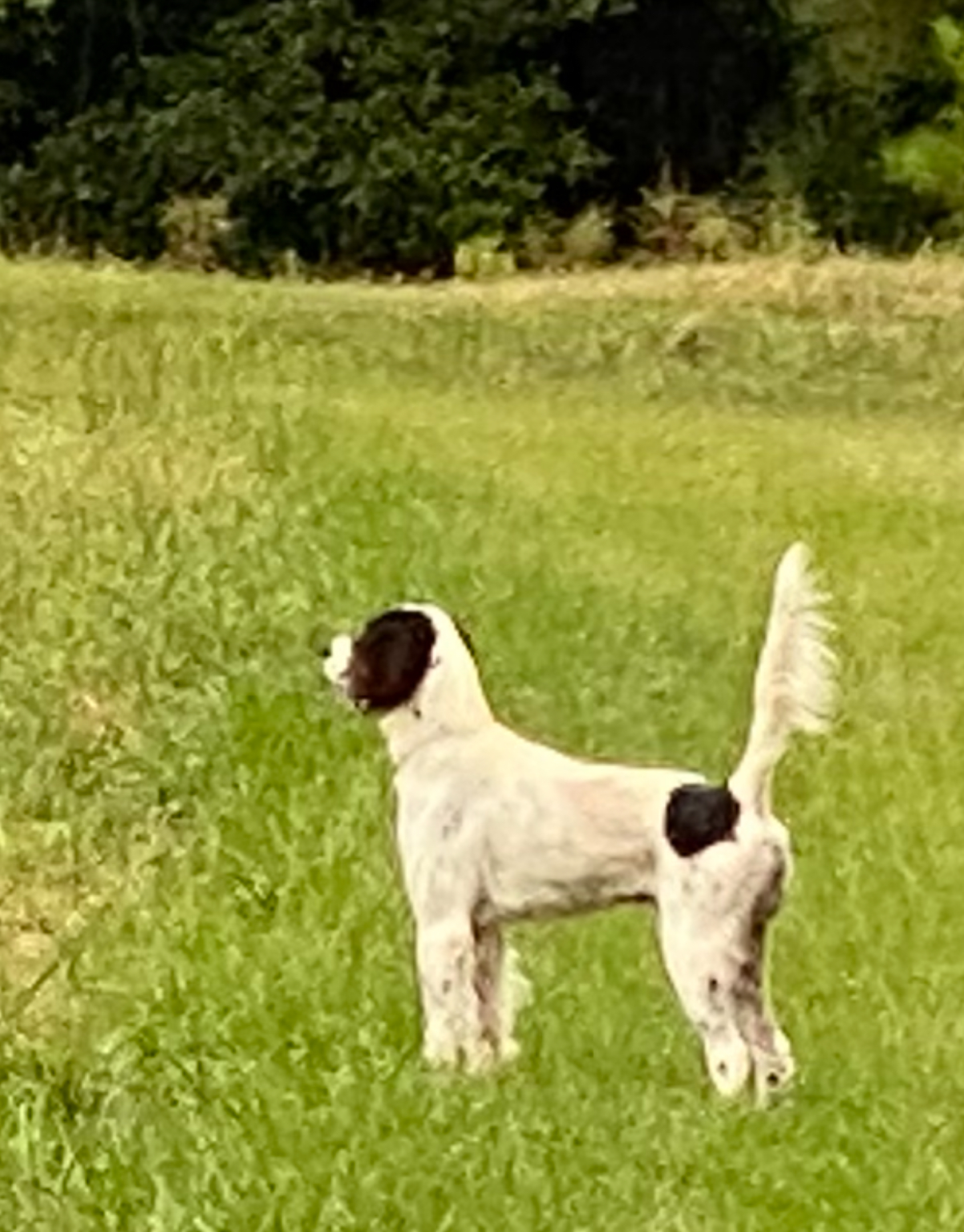 Pointer Sellers