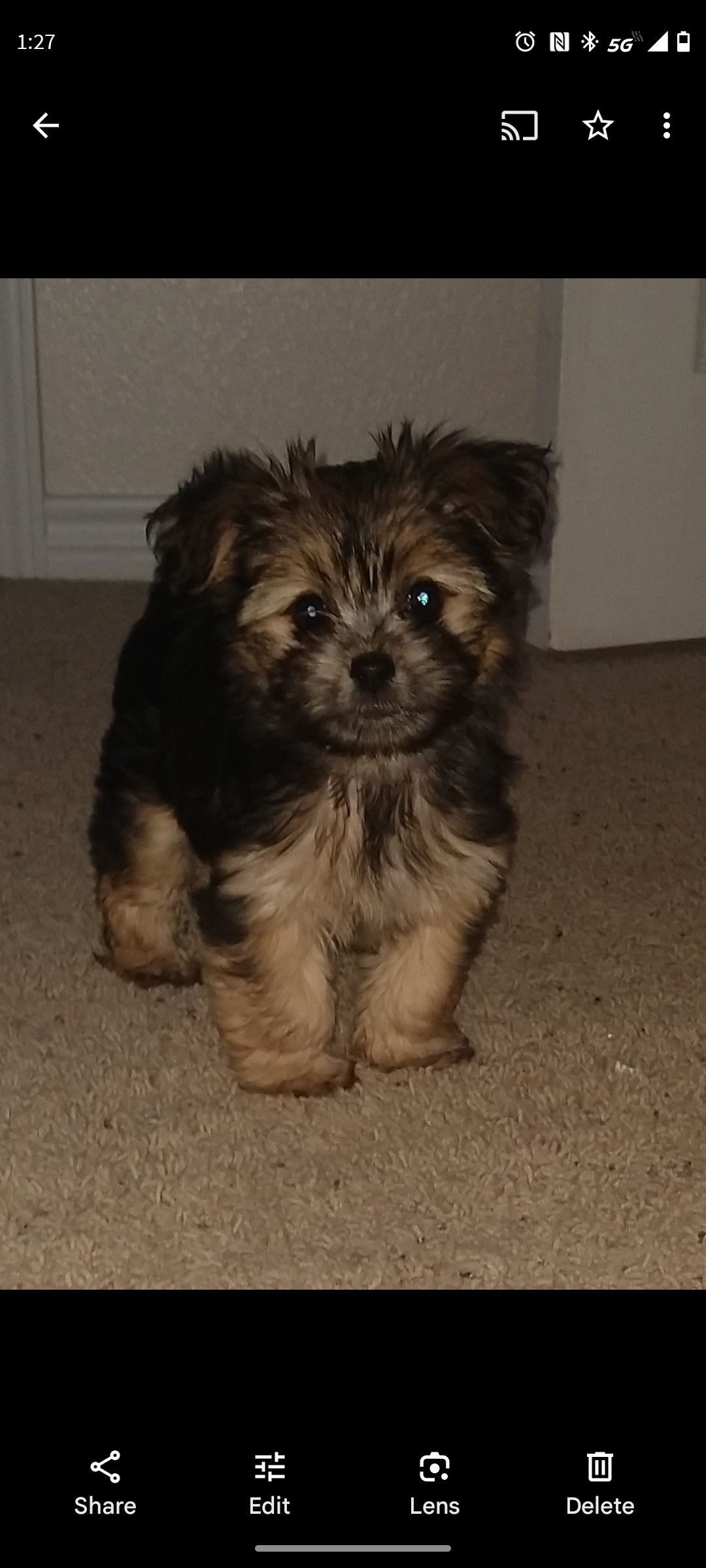 Gidget