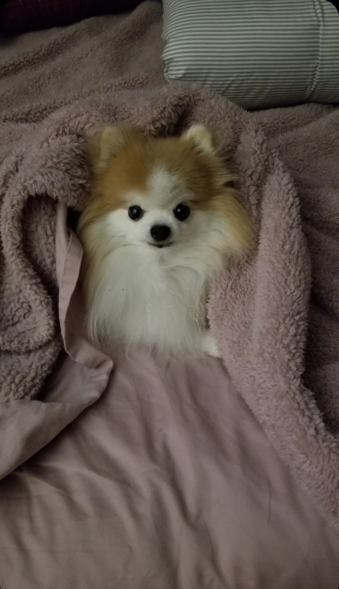 Harley