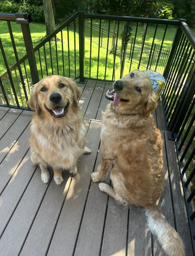 Gator and Gumbo