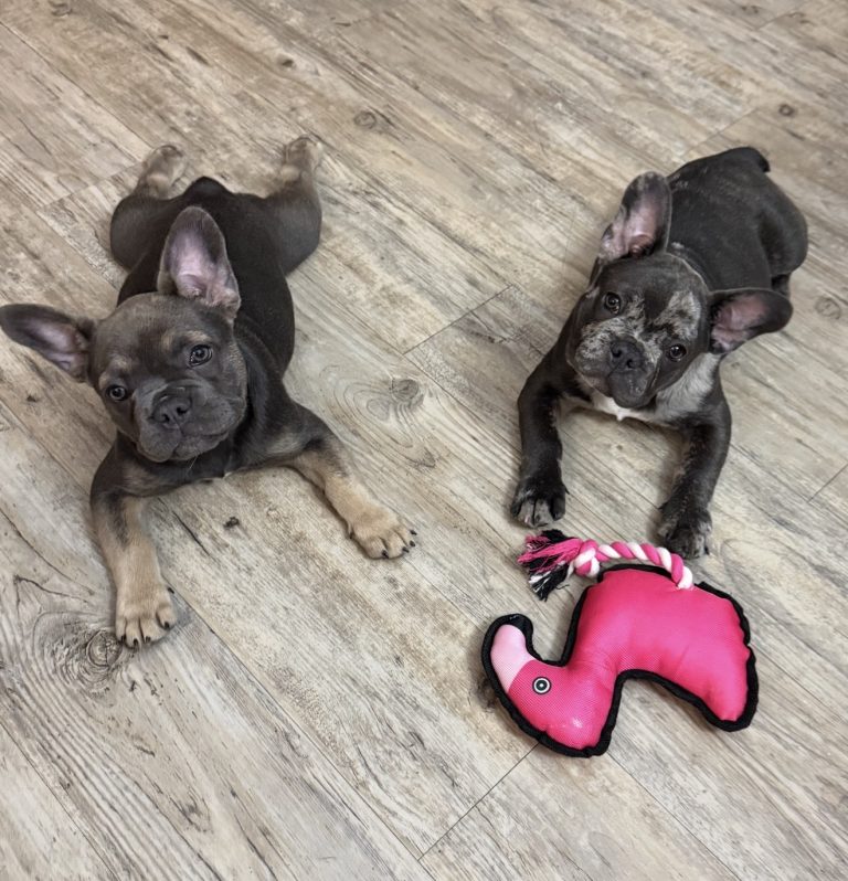 Koi & Kai
