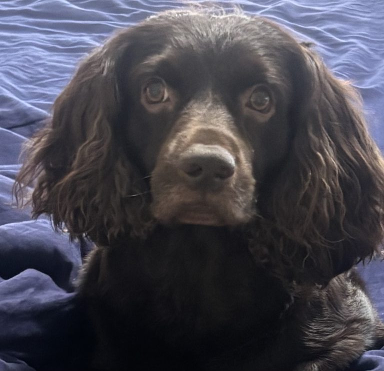 Beau