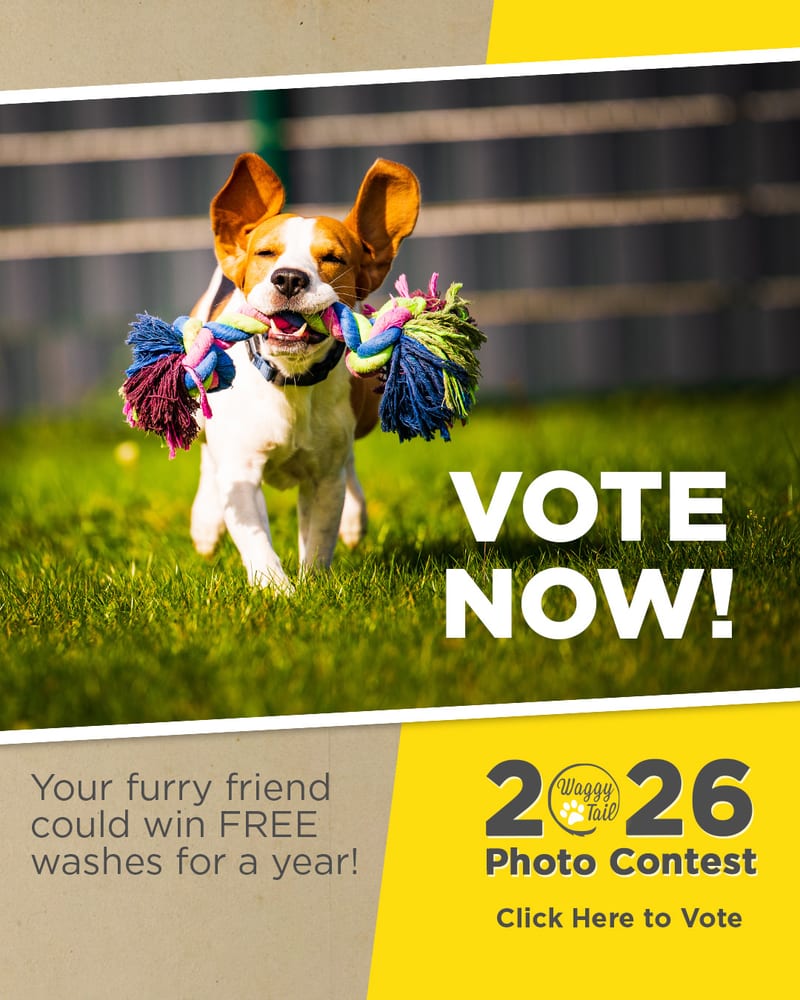 Vote now in the Waggy Tail pet photo contest