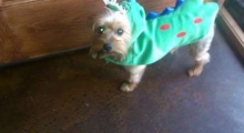The Waggy Tail