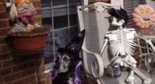 The Waggy Tail