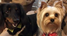 The Waggy Tail