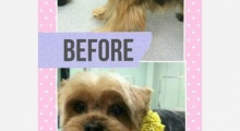 The Waggy Tail