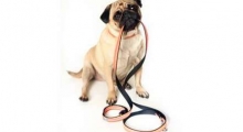 The Waggy Tail