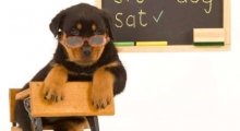 The Waggy Tail