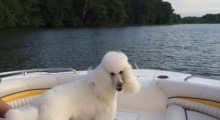 The Waggy Tail