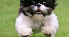 The Waggy Tail