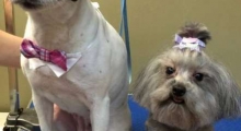 The Waggy Tail