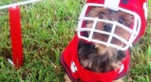 The Waggy Tail