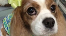 The Waggy Tail
