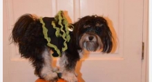 The Waggy Tail
