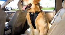 The Waggy Tail