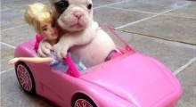 The Waggy Tail
