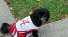 The Waggy Tail