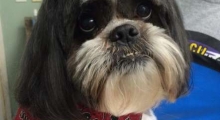 The Waggy Tail
