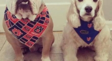 The Waggy Tail