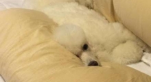 The Waggy Tail