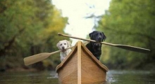 The Waggy Tail