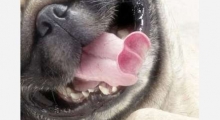 The Waggy Tail