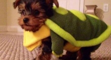 The Waggy Tail