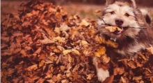 The Waggy Tail