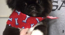 The Waggy Tail