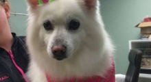 The Waggy Tail