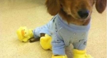 The Waggy Tail