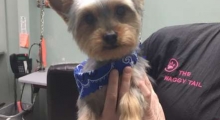 The Waggy Tail